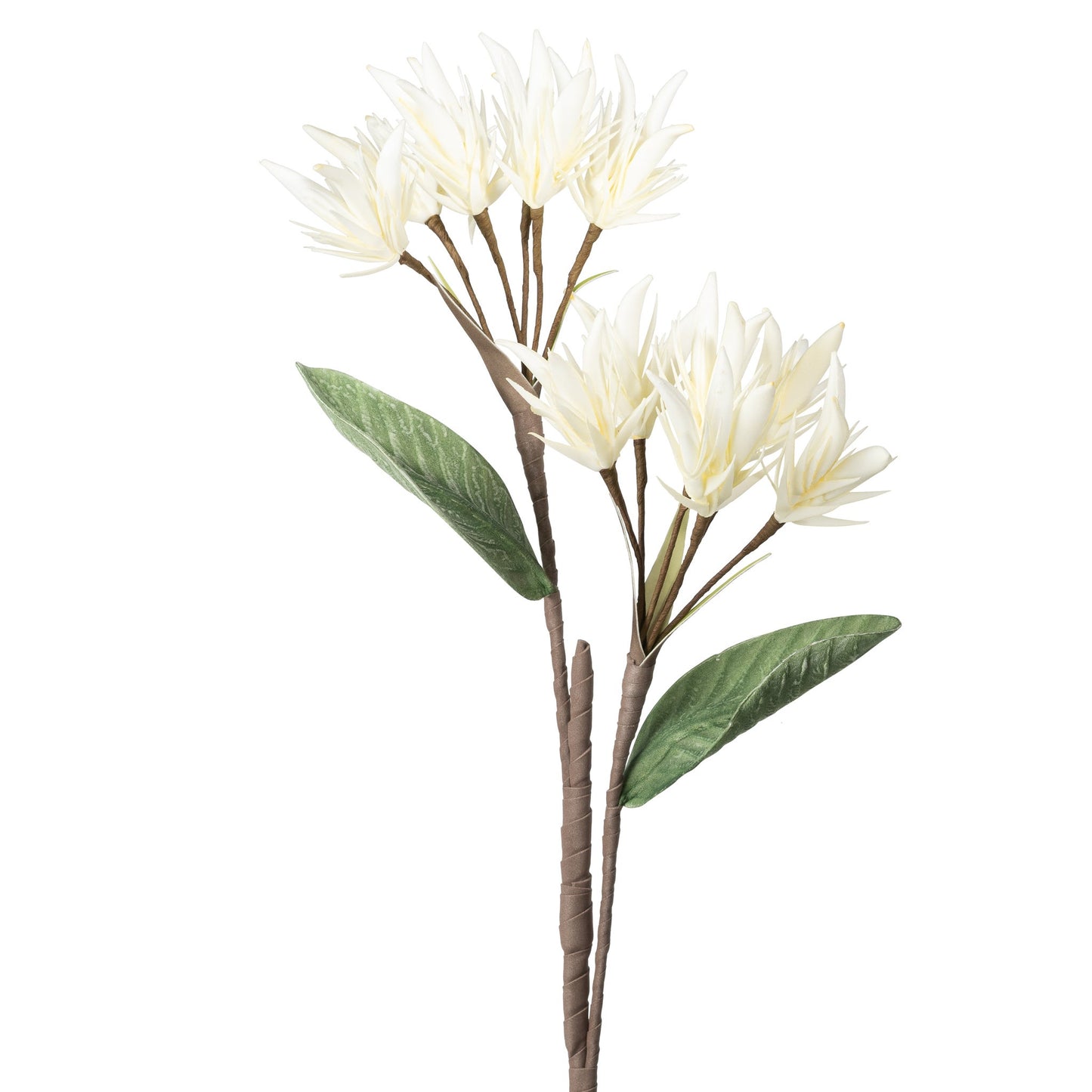 Desert Flame Lily 12 Bloom 27.5 Inch Stem - White