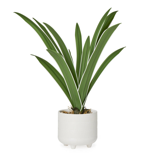 Riviera Ceramic Potted Faux 17 Inch Tall Cymbidium Leaf Plant