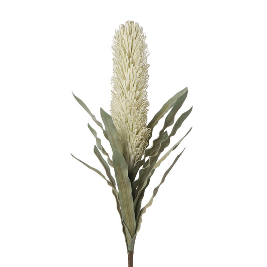 Desert Banksia 39 Inch Length Stem - Cream