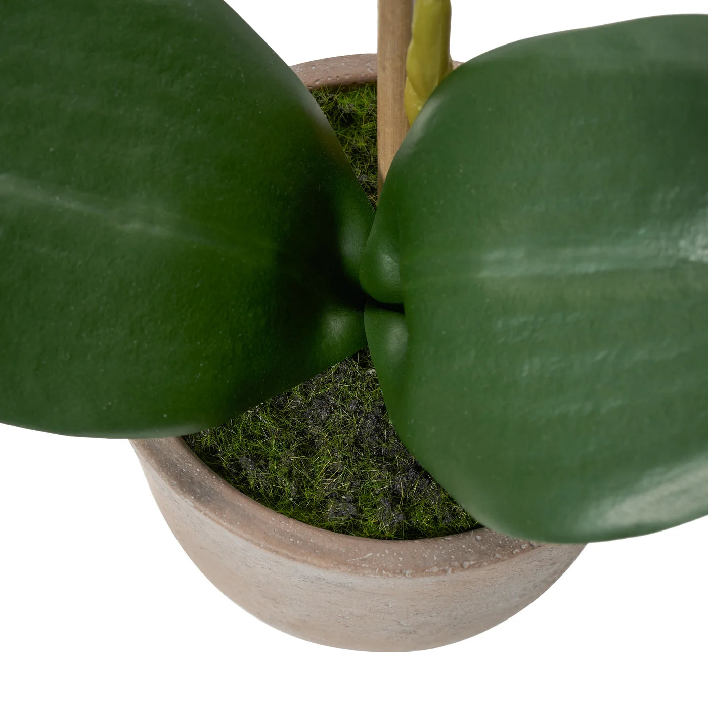 Verona 15.5 Inch Tall Urn Potted Real Touch Orchid - White