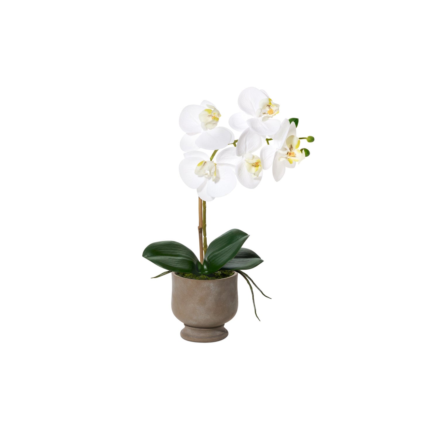 Verona Urn Potted Real Touch Orchid - 15.5 Inch Tall - White