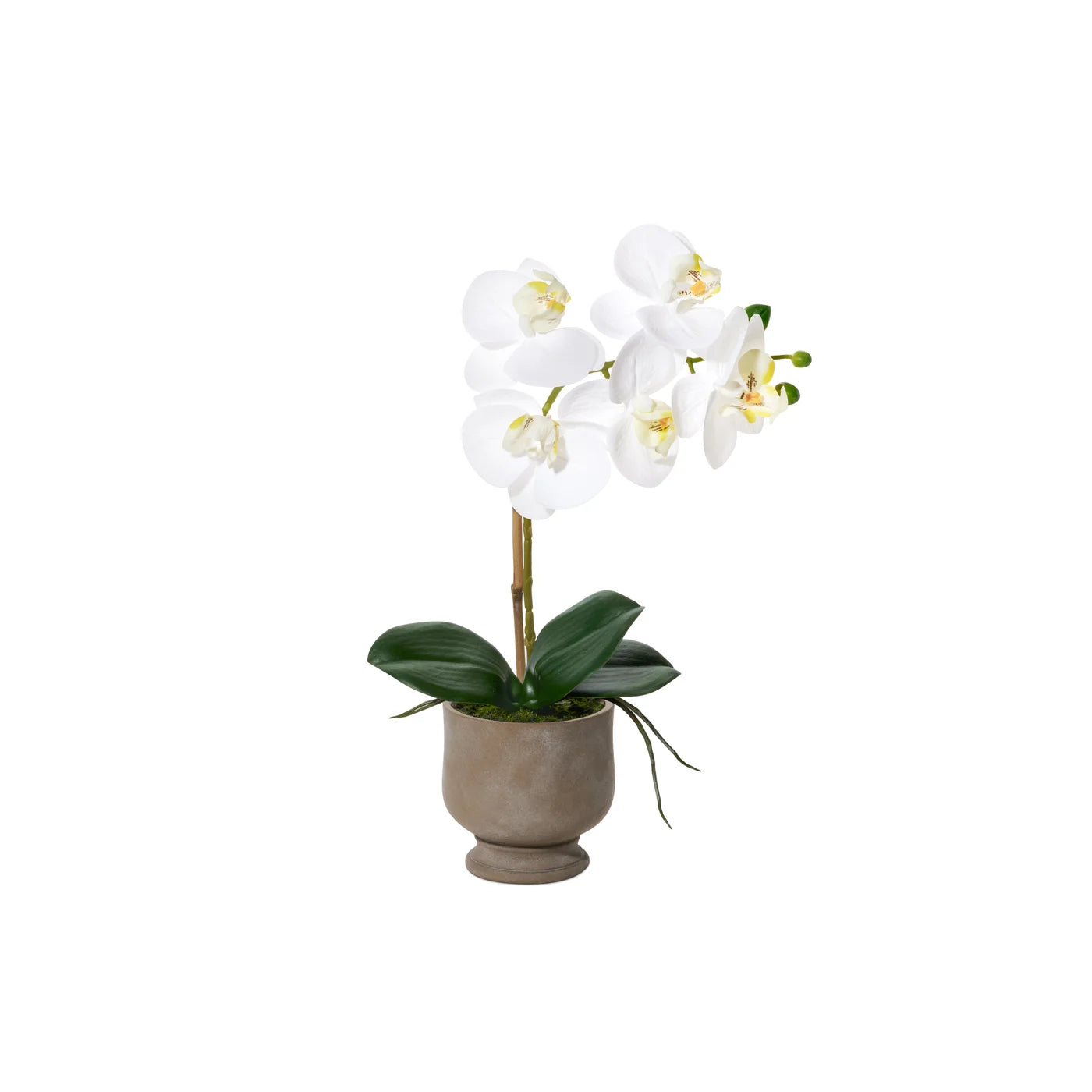 Verona 15.5 Inch Tall Urn Potted Real Touch Orchid - White