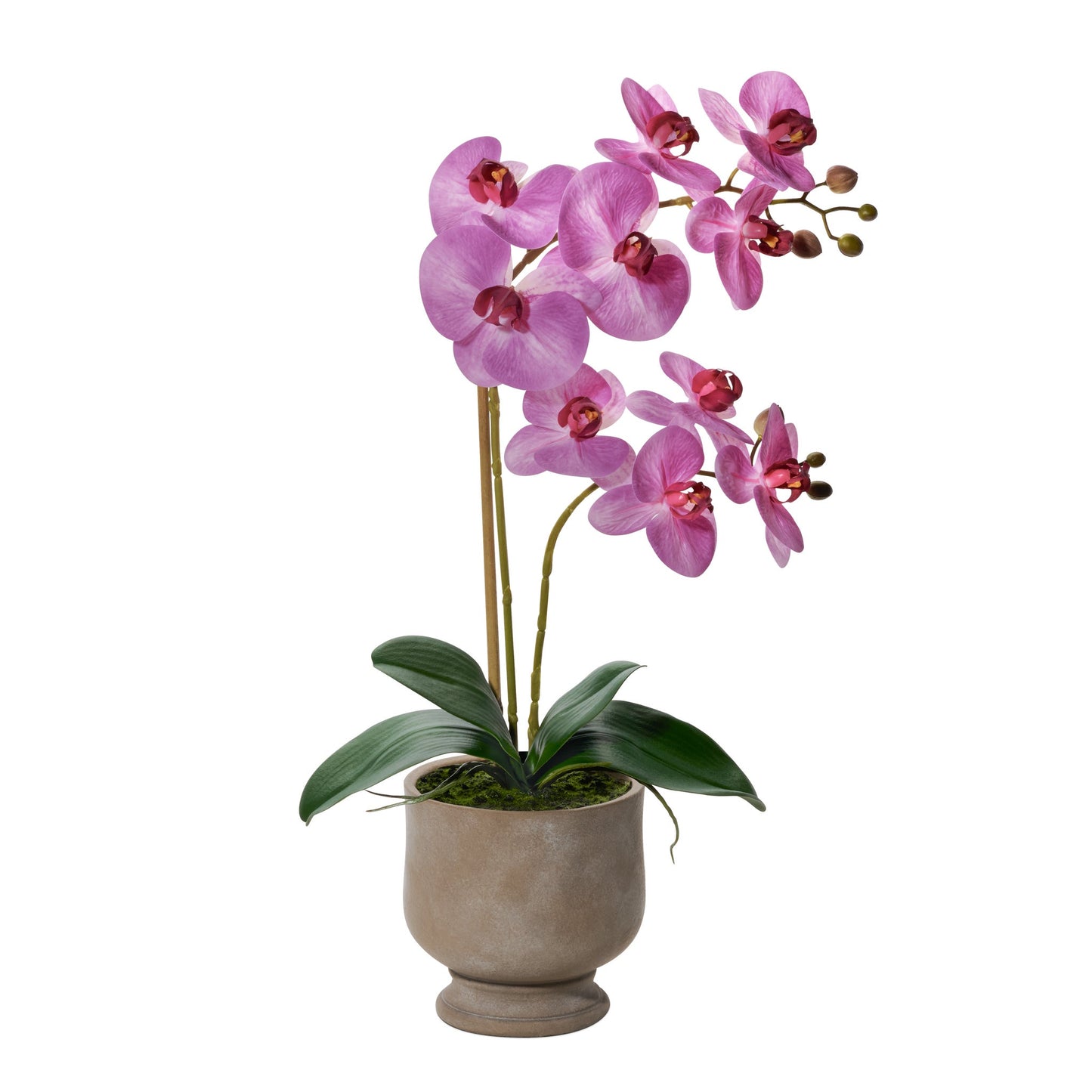 Verona Urn Potted Real Touch Orchid - 22 Inch Tall - Pink