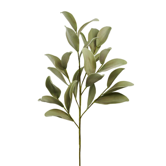 Desert Ficus Broad Leaf 33 Inch Length Stem