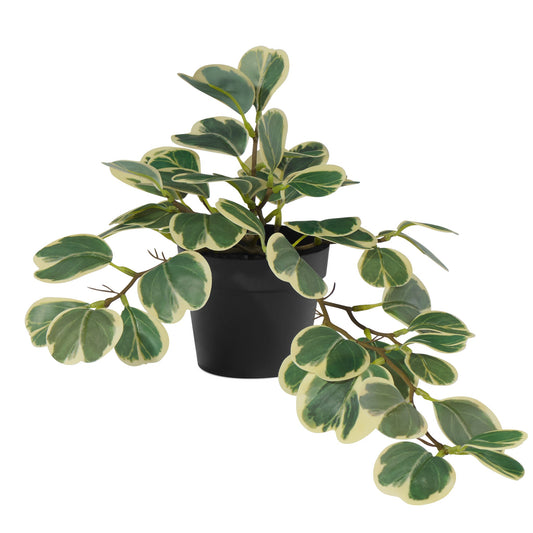 Hoya Cordata Faux Plant with 4 Inch Diameter Pot