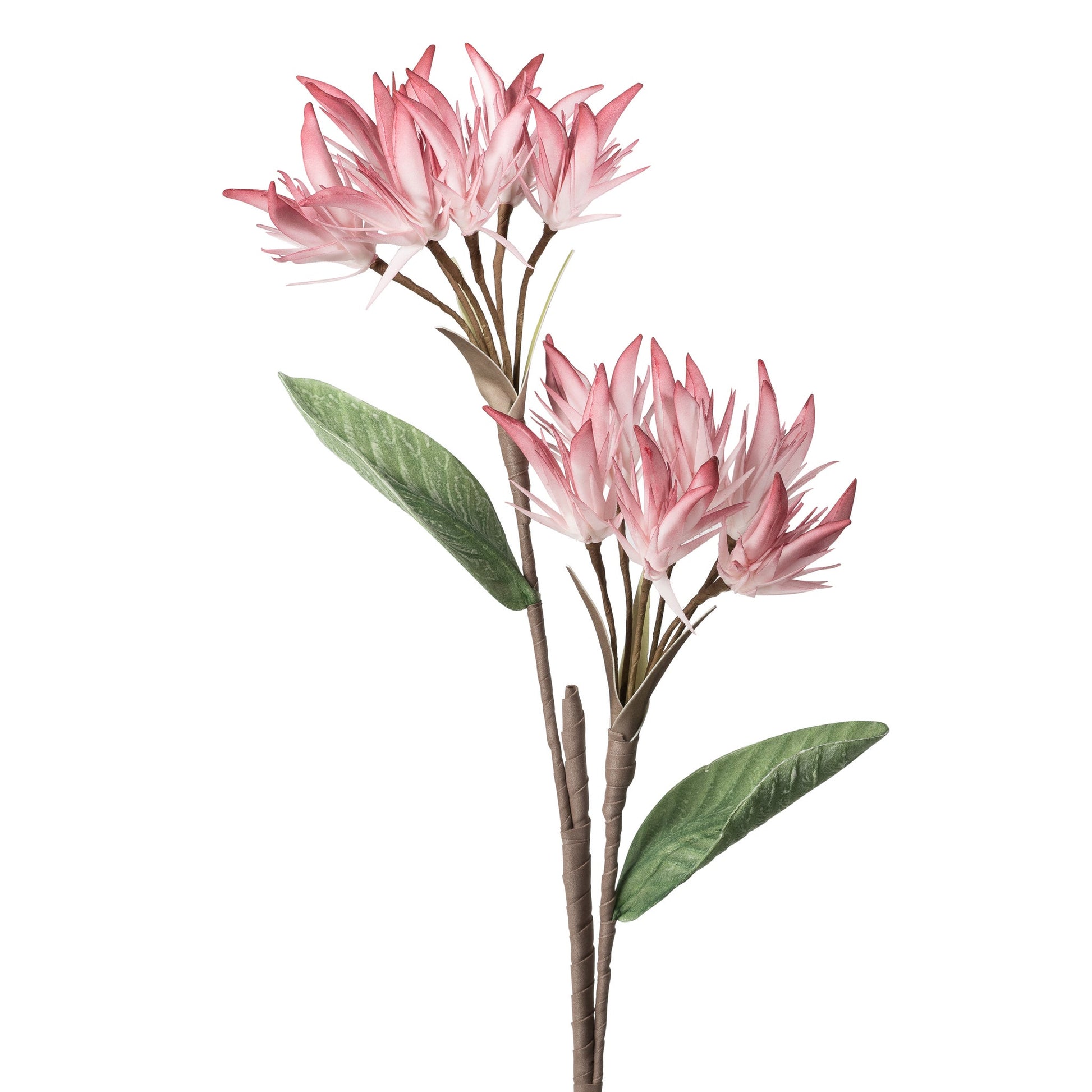 Desert Flame Lily 12 Bloom 27.5 Inch Stem - Pink