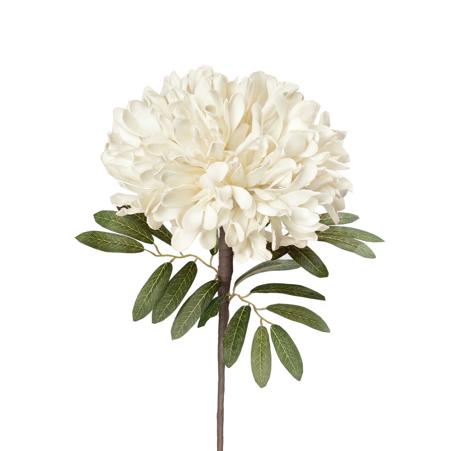Desert Cassia Bloom 23.5 Inch Stem - White